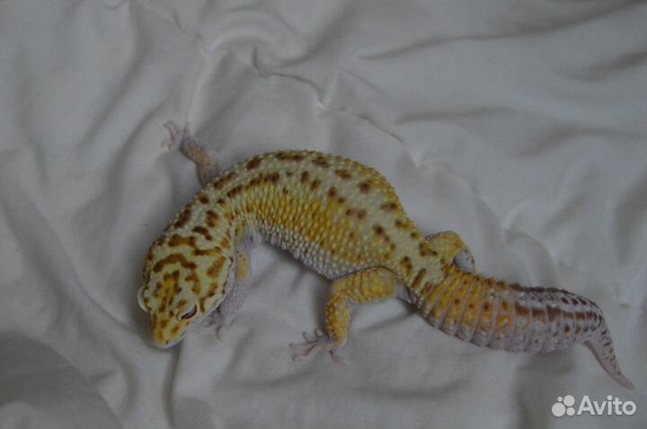 Эублефар самка 2019 W/Y BA Eclipse Snake eyes