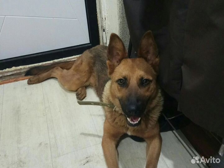 Выгул животных и их передержка