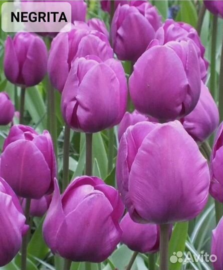 Луковицы тюльпана 12+ охлажденная оптом