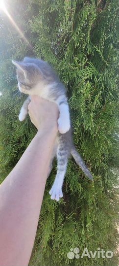 Кошка в дар бесплатно