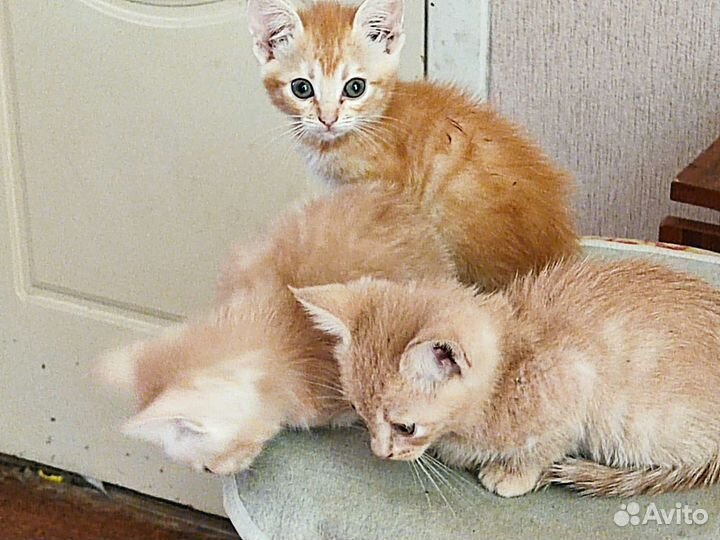 Котики бесплатно