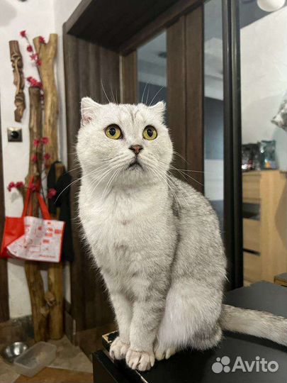 Котик в добрые руки