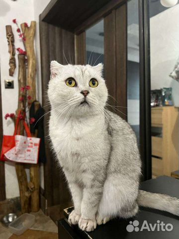 Котик в добрые руки