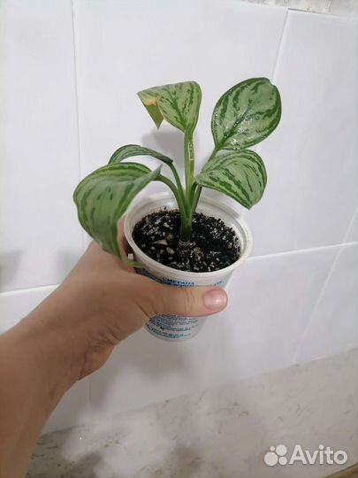 Комнатные цветы