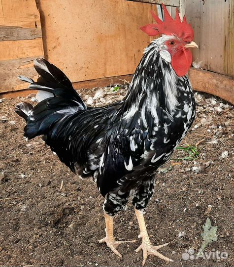 Петухи породные