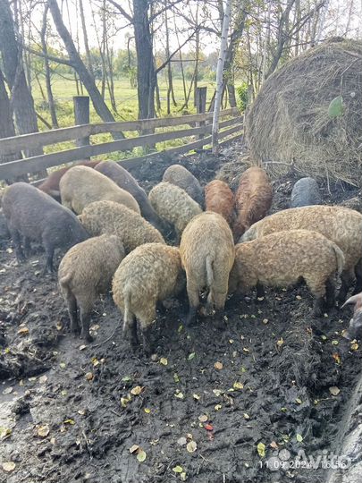 Продам поросят