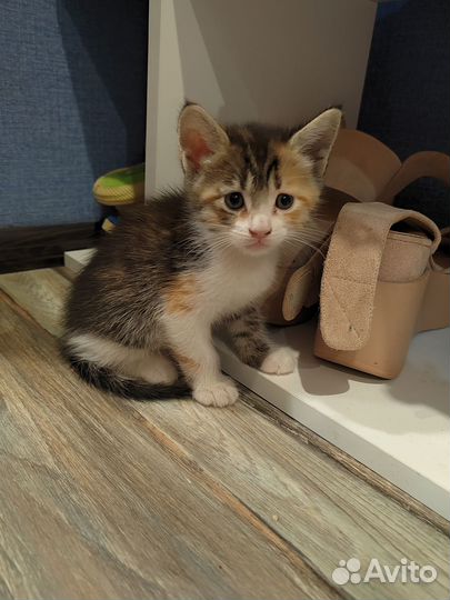 Котята, помесь мейн-кун в добрые руки