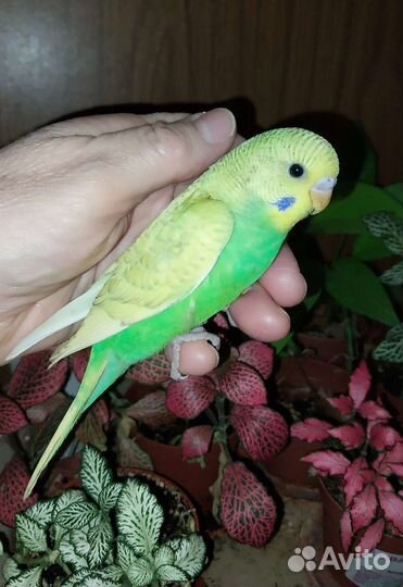 Волнистые попугаи. Птенцы