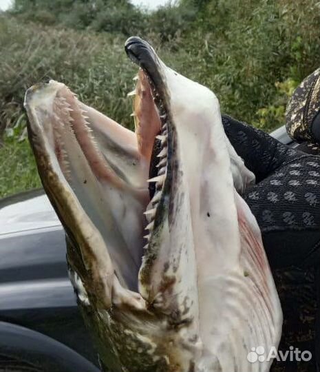 Рыбкам Щуки икра