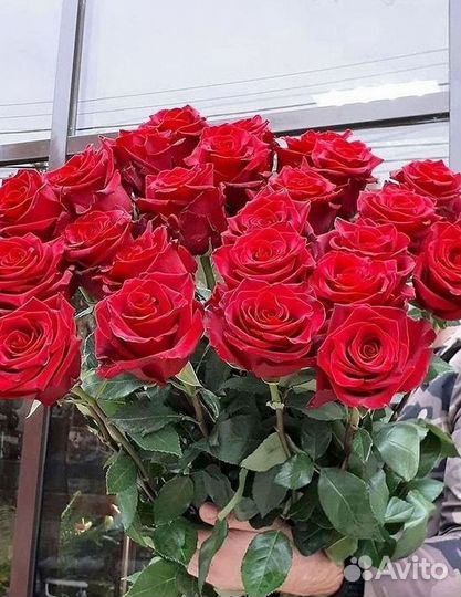 Длинные высокие розы 110 150 160 180 200 см