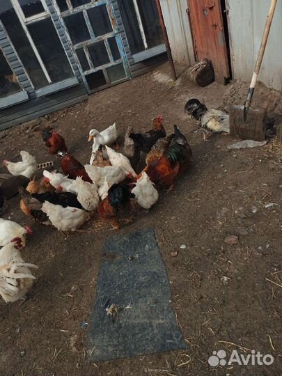 Петухи домашние