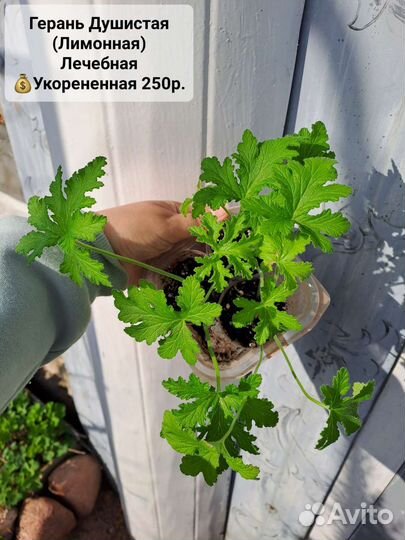 Хойя,Санса,хедера,Герань,Шеффлера,Каланхоэ,Алоэ