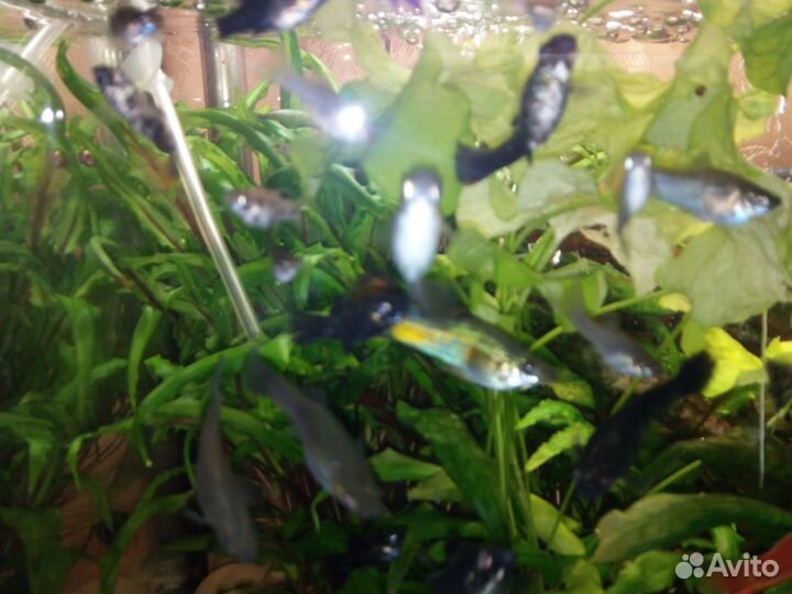 Для аквариума