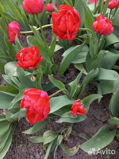 Пионовидные тюльпаны луковицы. Цветы