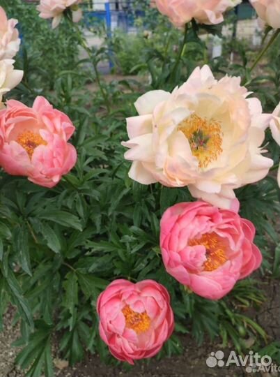 Пионы саженцы