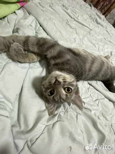 Котёнок 5месяцнв