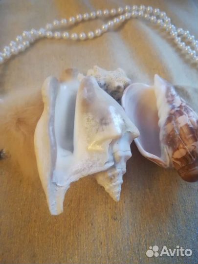 Морские ракушки и коралл