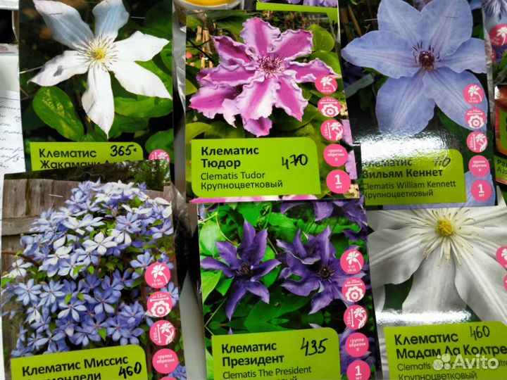 Клематисы