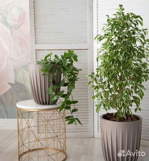 Фикус бенджамина