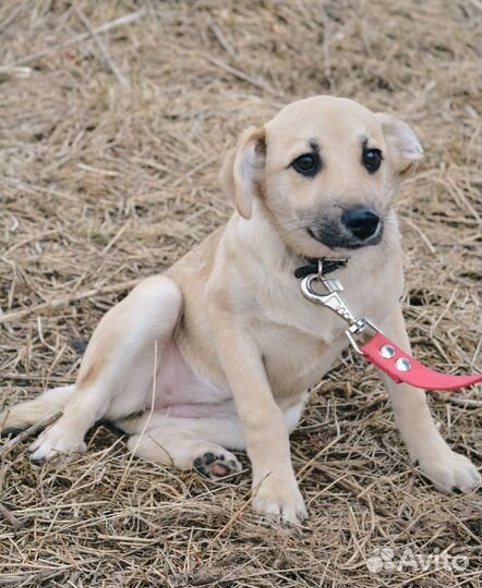 Щенки в хорошие руки
