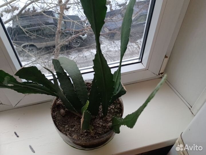 Цветы домашние в горшках