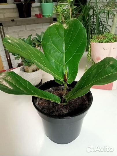 Фикус лирата колумнарис