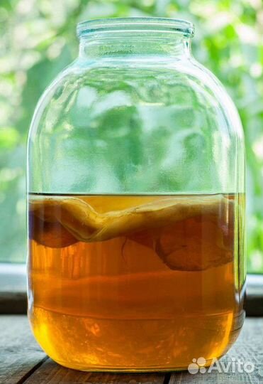 Чайный гриб - Комбуча