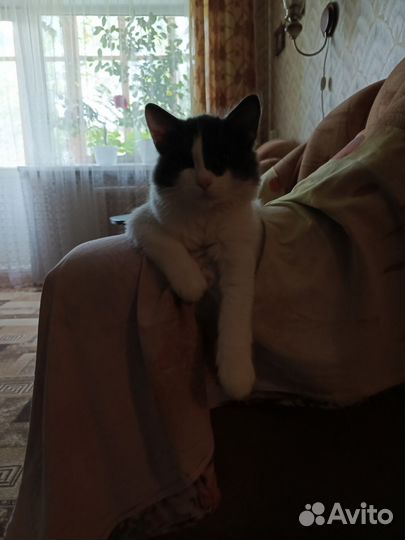 Отдам бесплатно