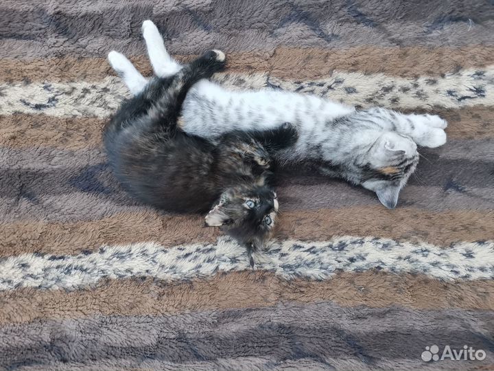 Отдам в хорошие руки котенка