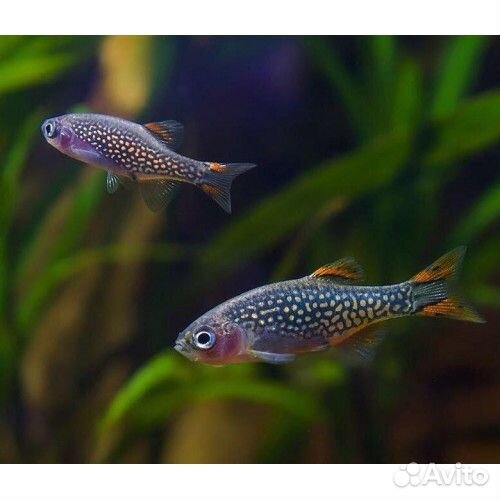 Микрорасбора Галактика