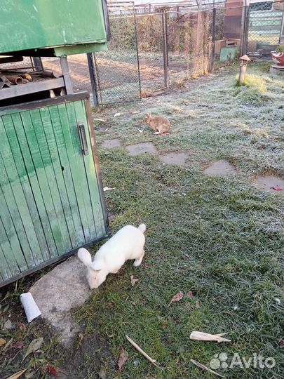 Продам кроликов
