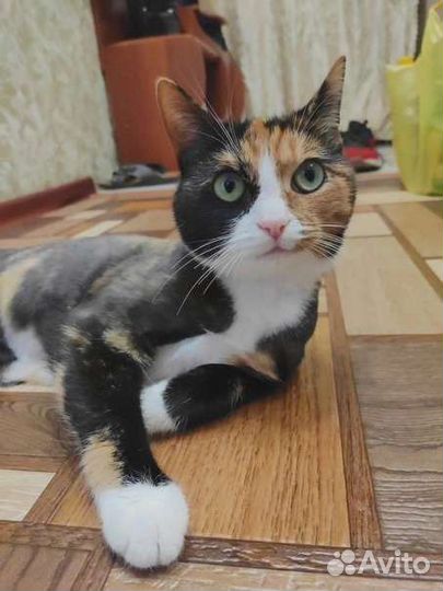 Хорошая кошка