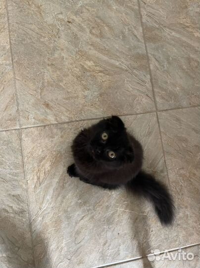Британские котята