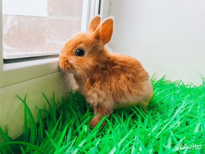 Карликовый кролик - супер мега мини