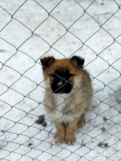 Щенки хаски, привитые с ветеринарным паспортом