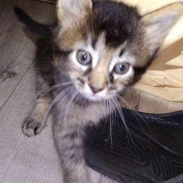 Сомалийский котёнок