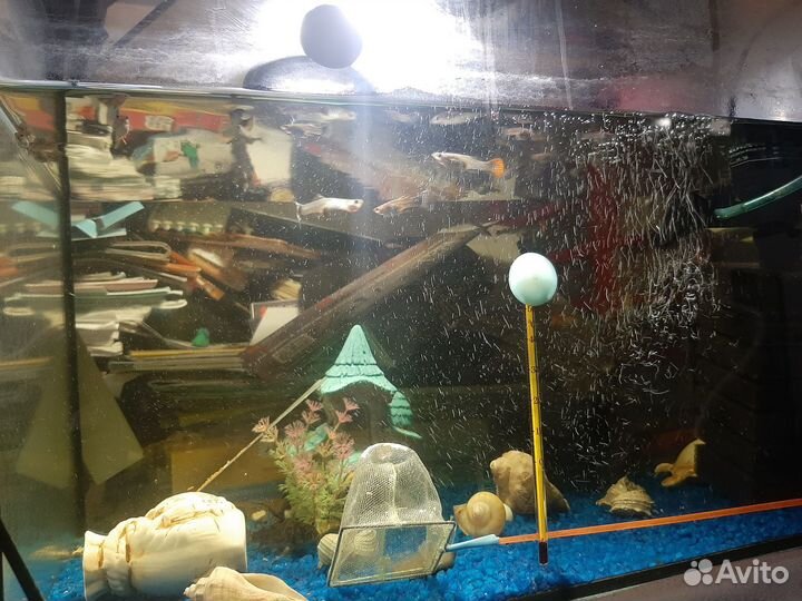 Аквариум с рыбками продам