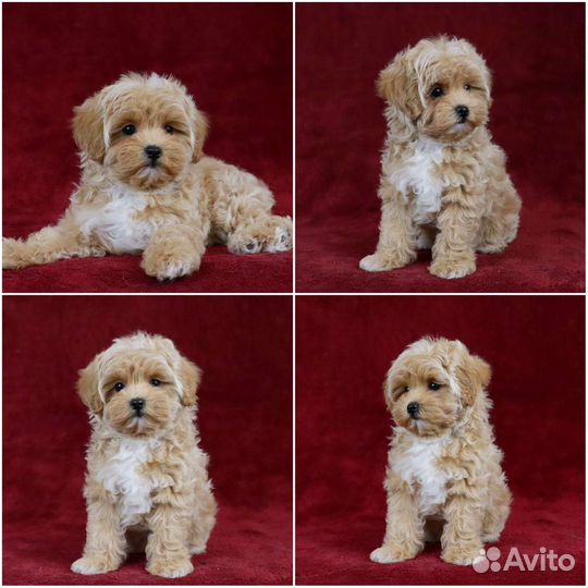 Mini мальтипу F1