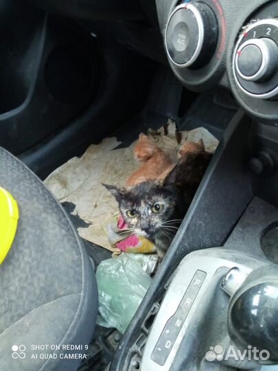 Котята в добрые руки бесплатно