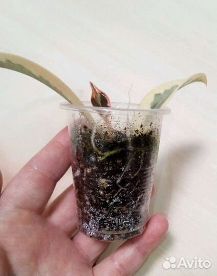 Фикус Мелани Вариегата