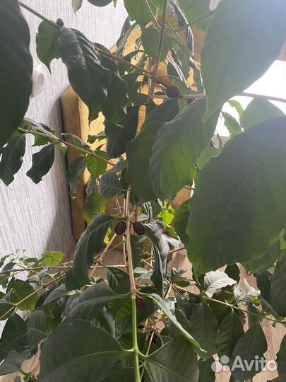 Кофейное дерево