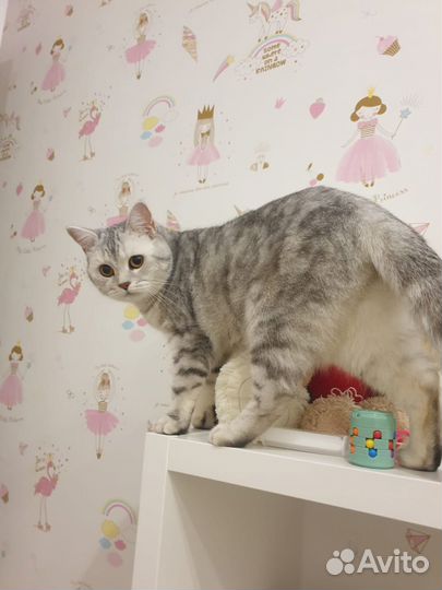 Отдам кошку в хорошие, добрый, заботливые руки