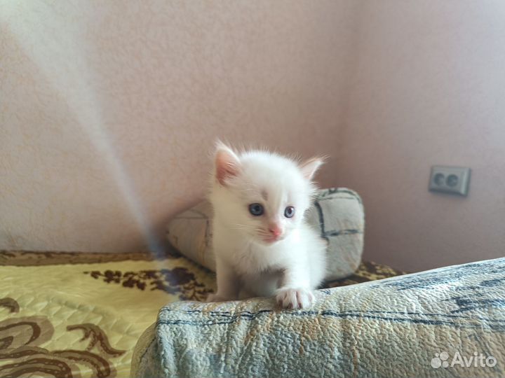 Отдадим в добрые руки котенка (мальчик) - 1 месяц