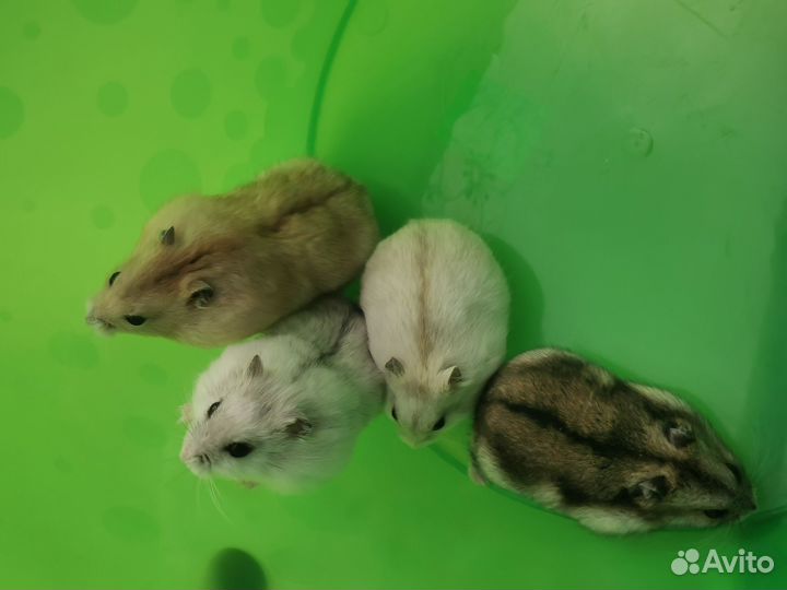 Джунгарский хомяк