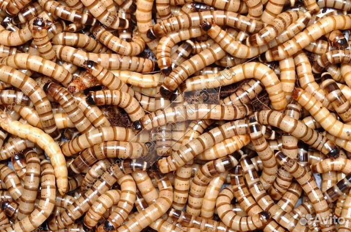 Живые кормовые насекомые