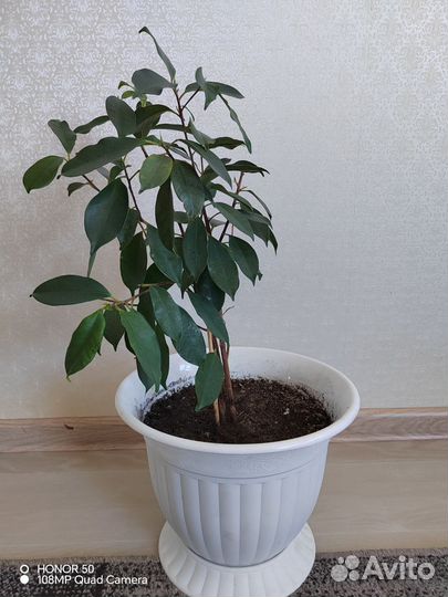 Комнатные цветы