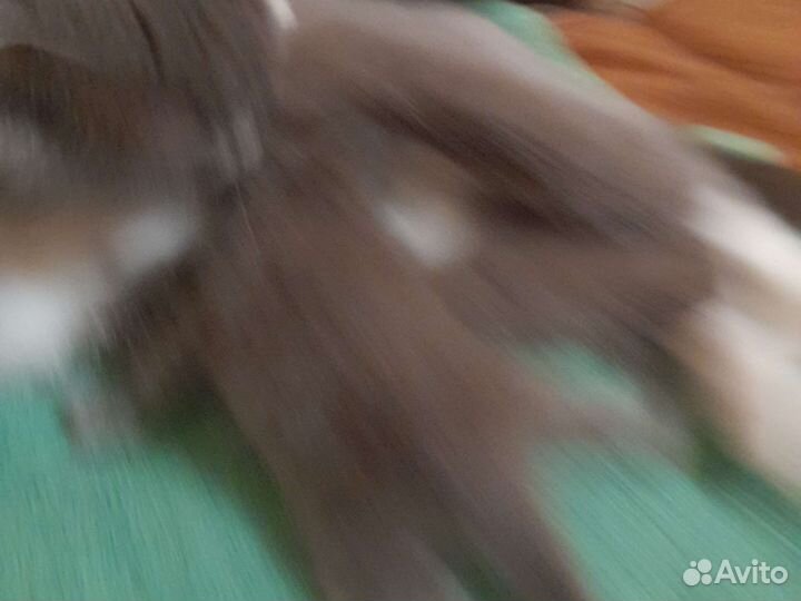 Отдам бесплатно катенка 13 дней от рождения