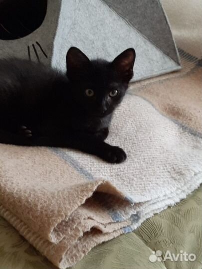 Сфинкс браш