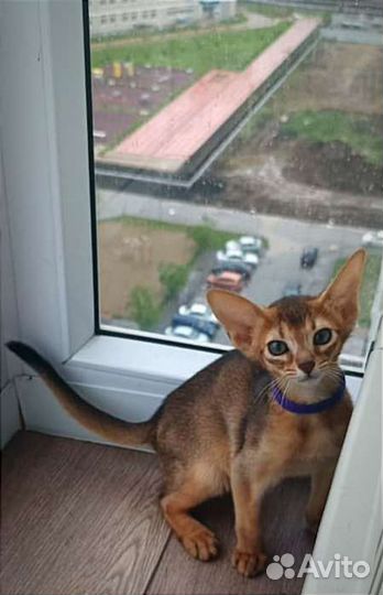 Абиссинские котята