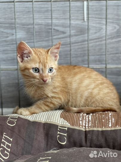 Рыжий котенок 2,5-3 месяца